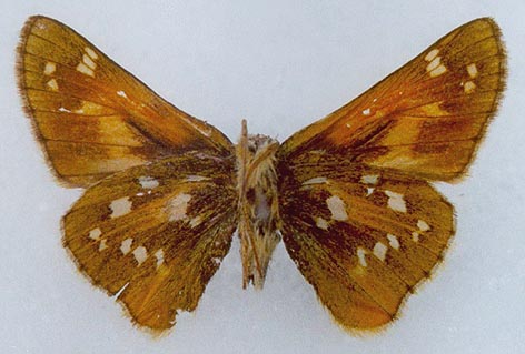 Hesperia comma shushkini, color image