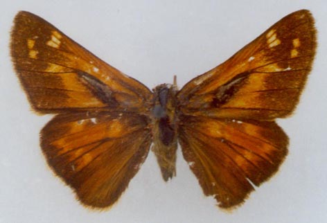 Hesperia comma shushkini, color image