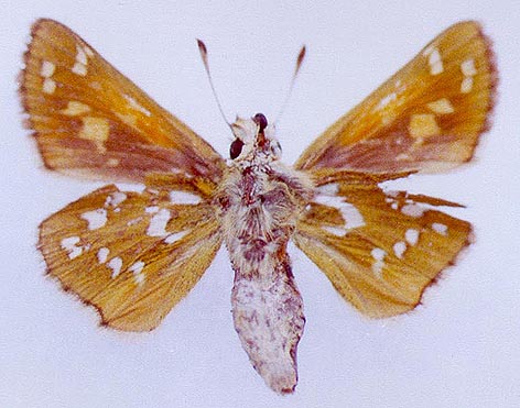 Hesperia comma shushkini, color image