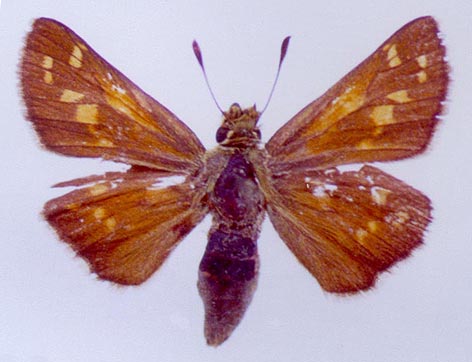 Hesperia comma shushkini, color image