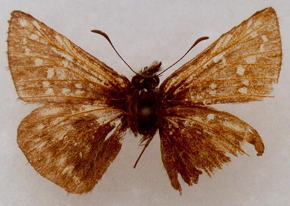 Pyrgus chapmani, upperside, color image