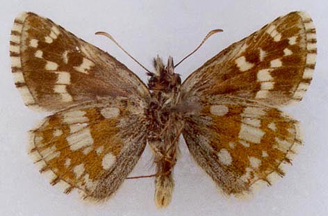 Pyrgus serratulae shukshini, holotype, color image