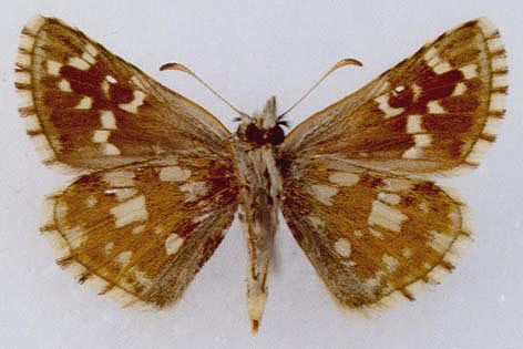 Pyrgus serratulae shukshini, color image