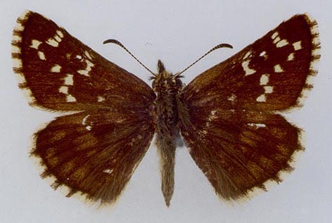 Pyrgus serratulae shukshini, color image