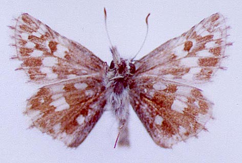 Pyrgus serratulae shukshini, color image