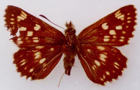 Syrichtus cribrellum heilong, holotype, color image