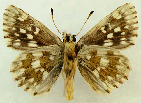 Syrichtus protheon, underside, color image