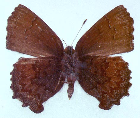 Ahlbergia inopinata, color image