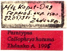 Paratype labels, color image