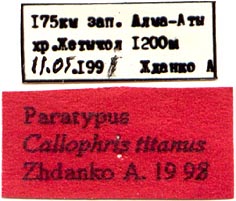 Paratype labels, color image