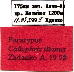 Paratype labels, color image