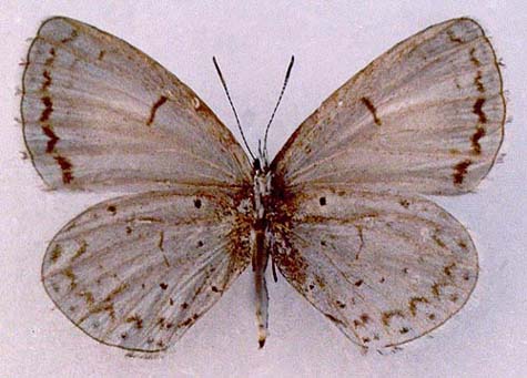 Celastrina fedoseevi, color image