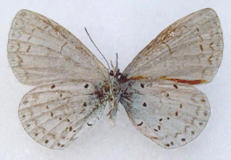 Celastrina fedoseevi, holotype, color image