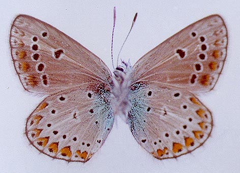 Eumedonia eumedon albica, color image