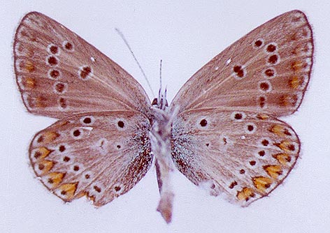 Eumedonia eumedon albica, color image