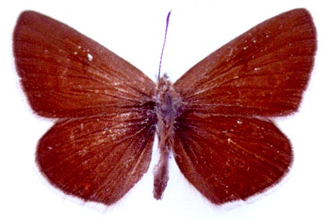 Eumedonia eumedon eumedon, color image