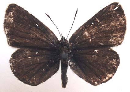 Eumedonia eumedon eumedon, Transbaikalia, color image