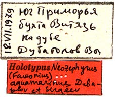 Favonius aquamarinus holotype labels, color image