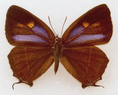 Favonius korshunovi, color image