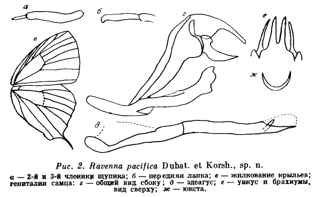 Paratype genitalia, etc., image