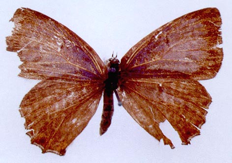 Goldia pacifica, color image