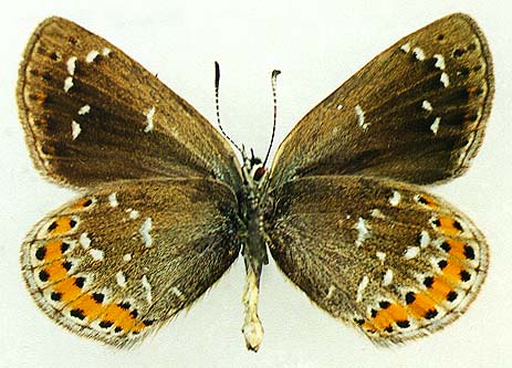 Neolycaena davidi, underside, color image