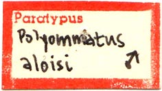 Paratype label, color image