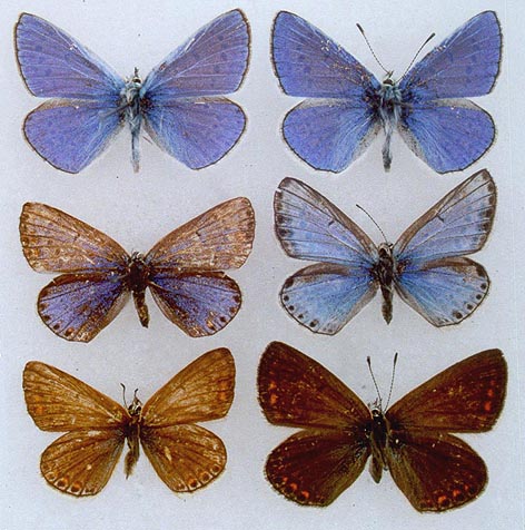 Polyommatus icarus korshunovi, color image