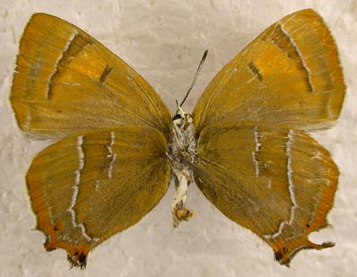 Thecla betulae ongodai, color image