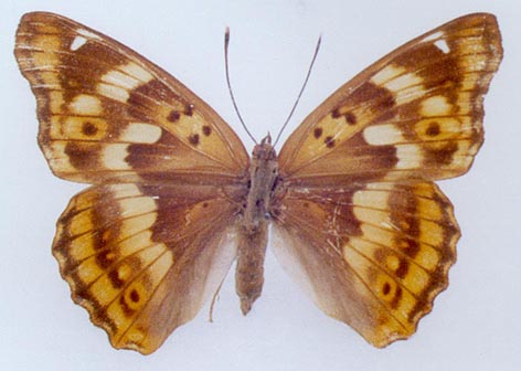 Apatura hybrid, color image