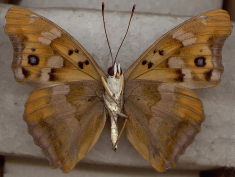 Apatura laverna, underside, color image