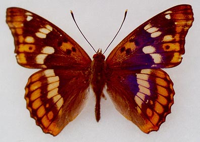 Apatura metis irtyshika, male, color image