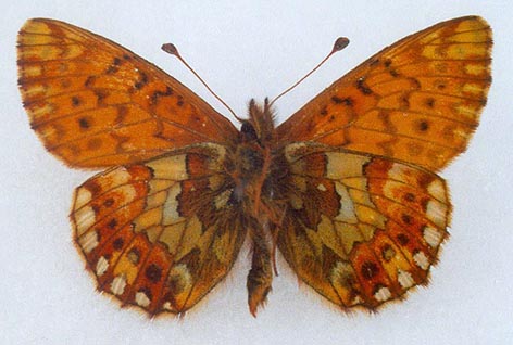 Boloria napaea pustagi, color image