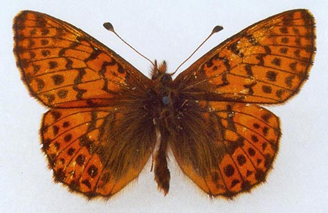 Boloria napaea pustagi, holotype, color image