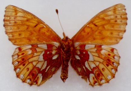 Boloria napaea vinokurovi, paratype, female, color image