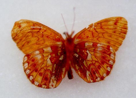 Boloria napaea vinokurovi, holotype, color image