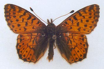 Boloria pales rilaensis, color image