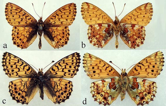 Boloria aquilonaris roddi, holotype and allotype, color image