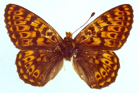 Clossiana tritonia ershovi, color image