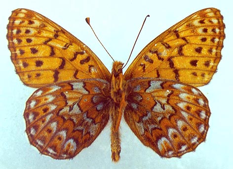 Clossiana tritonia suntara, color image