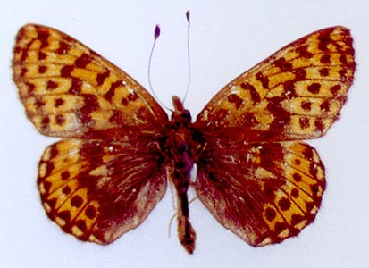 Clossiana chariclea tshuktsha, color image