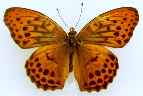 Damora sagana relicta, color image