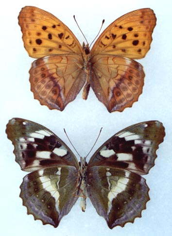 Damora sagana relicta, color image