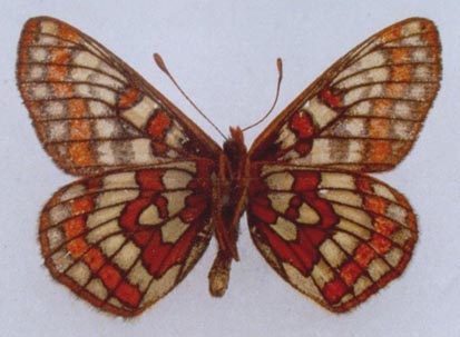 Euphydryas iduna alferakyi, color image