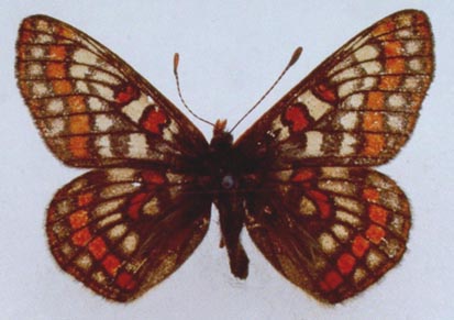 Euphydryas iduna alferakyi, color image