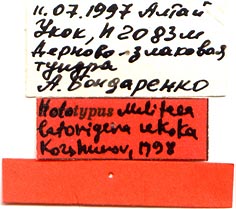 Holotype labels, color image