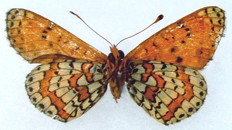 Melitaea latonigena ukoka, holotype, color image