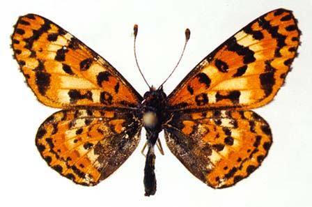 Melitaea romanovi, male, color image