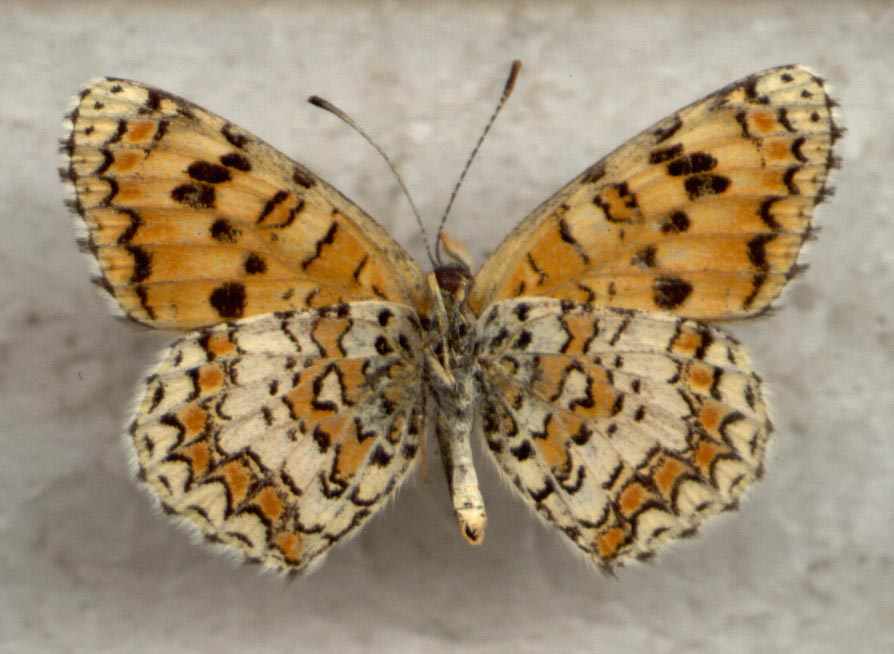 Melitaea turkmanica, male underside, color image