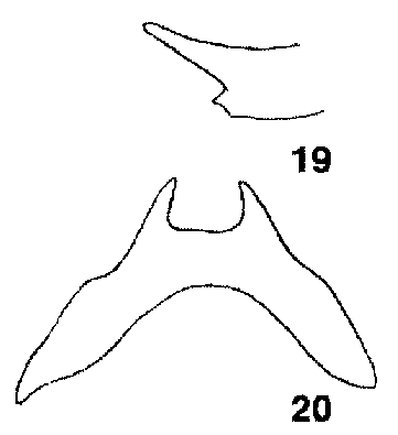 Mellicta athalia hyperborea, male genitalia